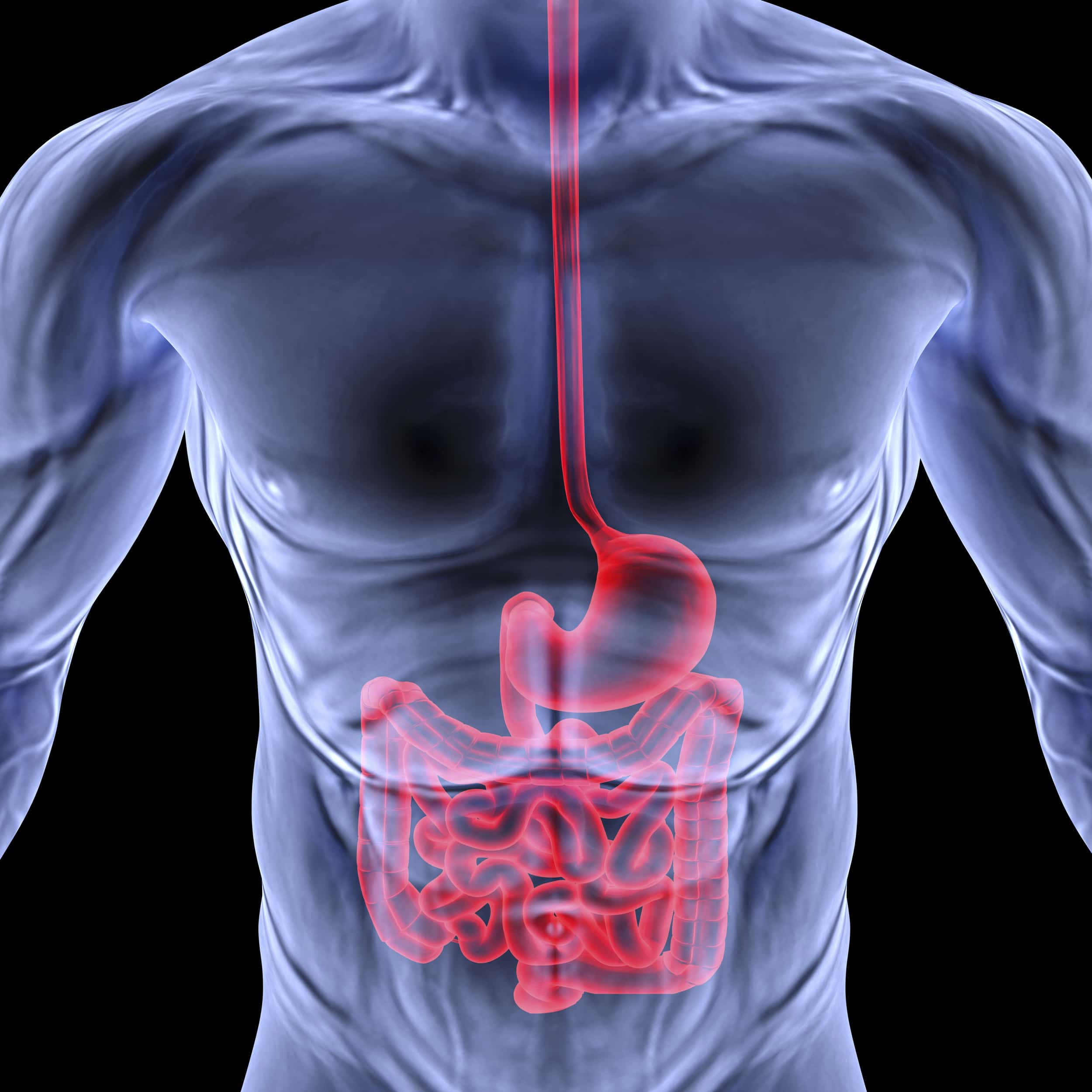 intestine