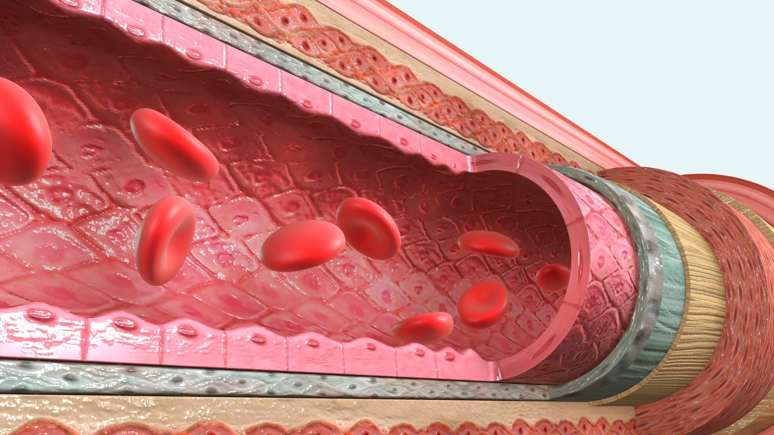 Blood vessels